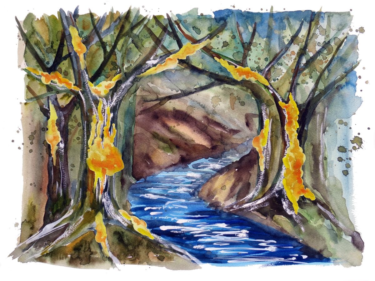 A forest affected by the blight