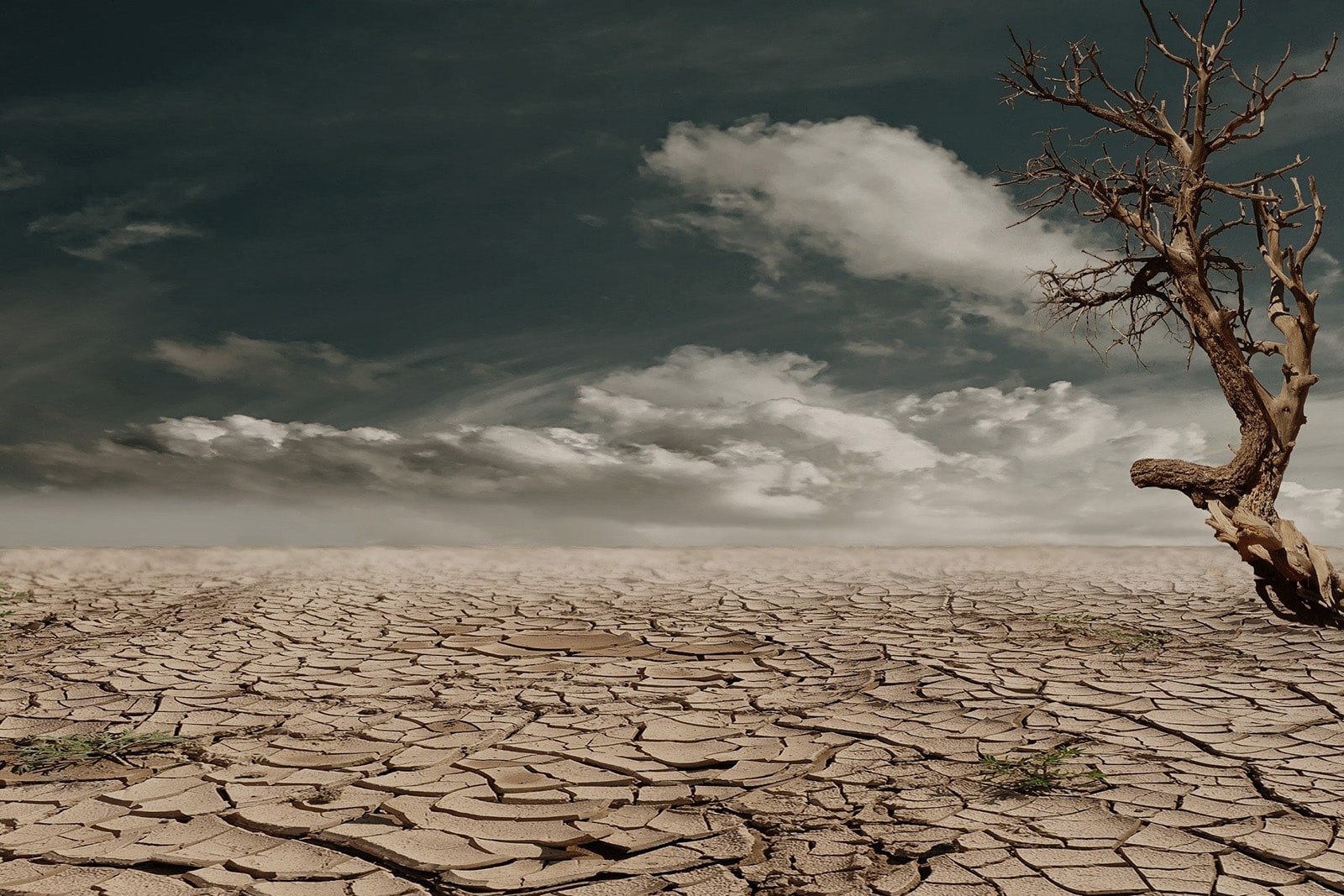 A tree stands alone within a scorched desert landscape