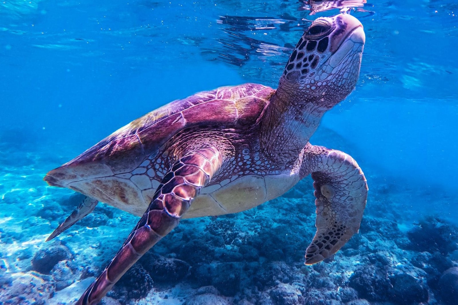 A turtle breaches the surface of the water in a shallow tropical lagoon