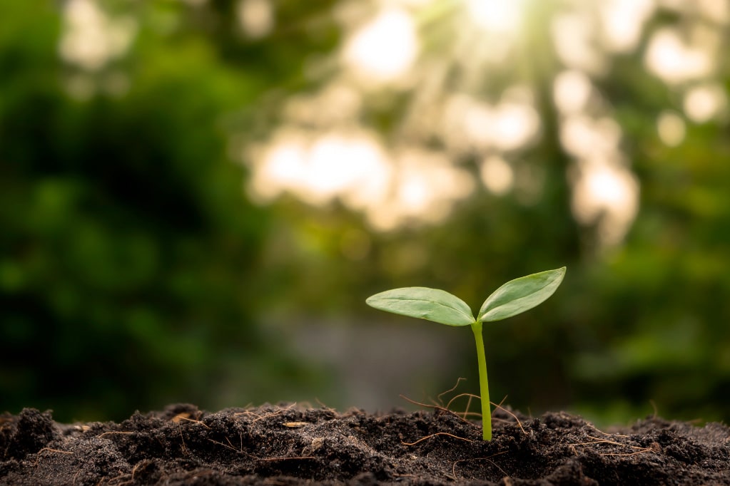 A young plant sprouts from the soil, illuminated by sunlight, representing the beginnings of food systems.
